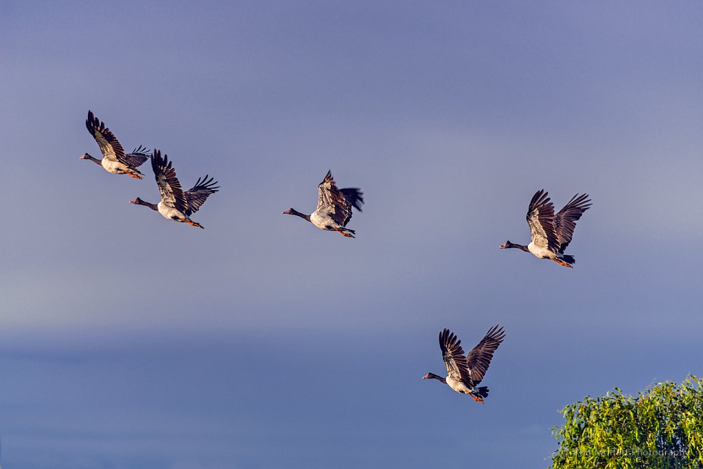 Magpie Geese take to the skies