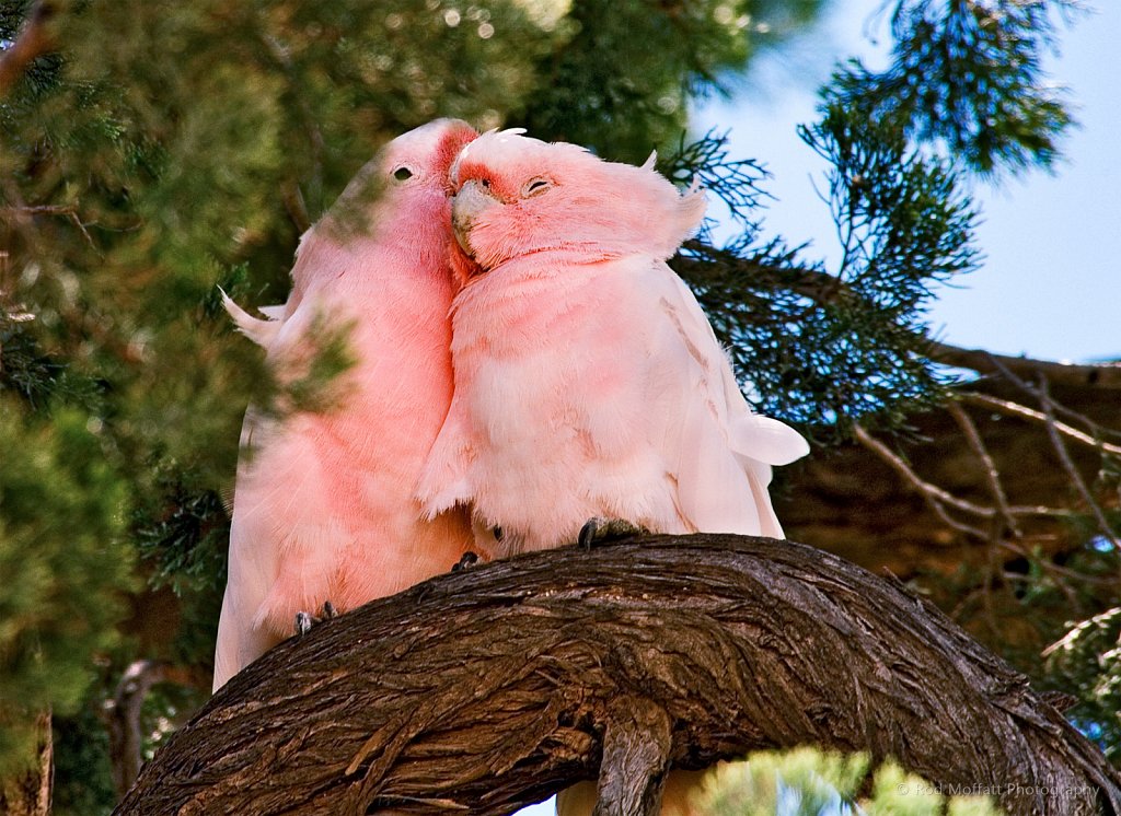 Pair of Major Mitchell Cockatoo roosting in Cypress Pine