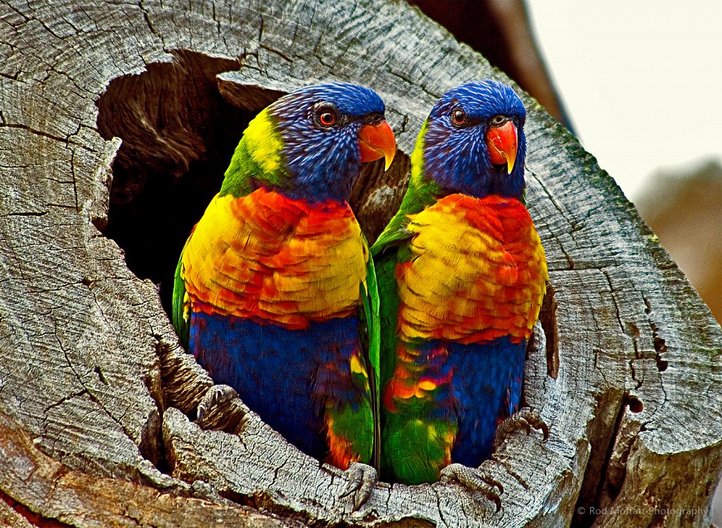 Nesting pair of Rainbow Lorikeets