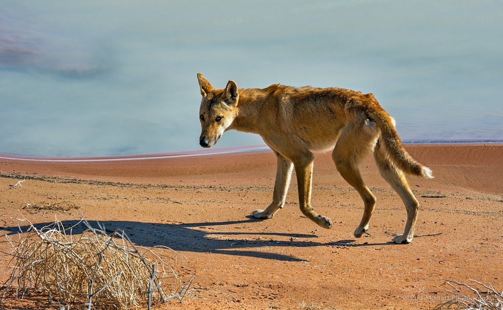 Animals of the Australian Landscape