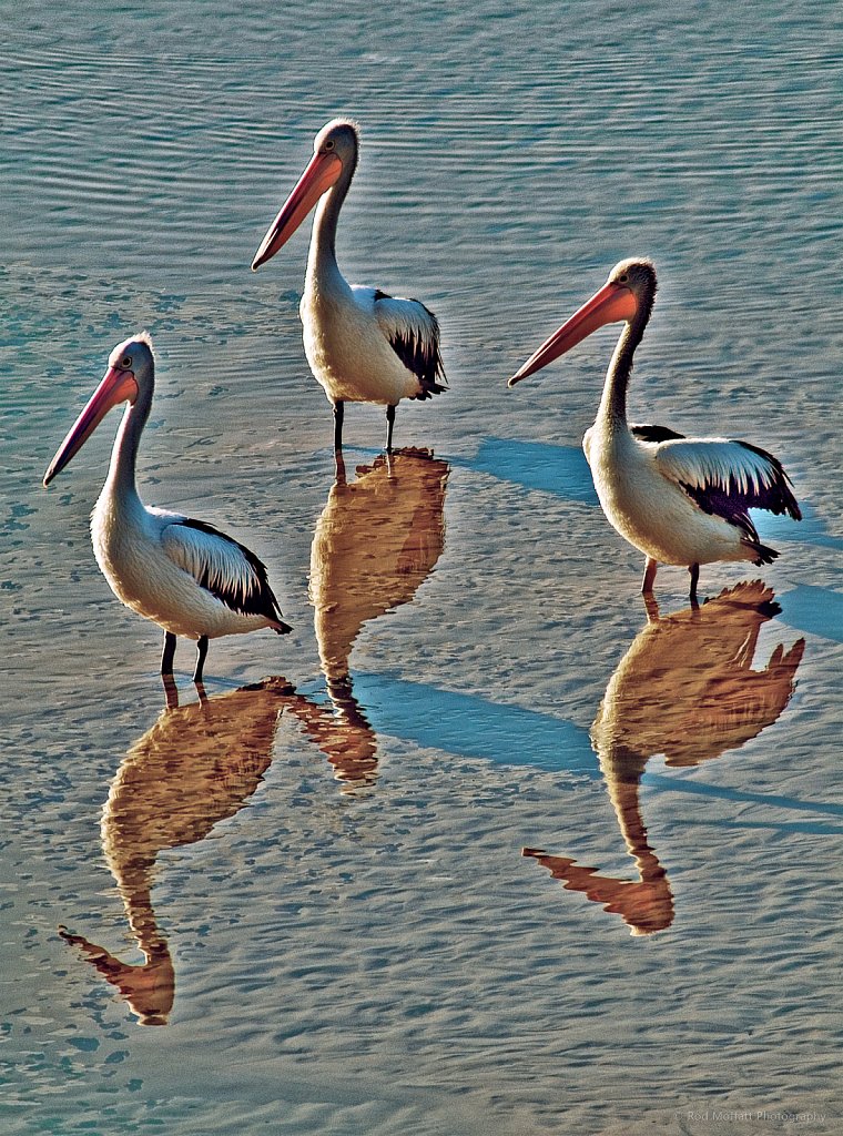 Trio of Pelicans in Nambucca River estuary