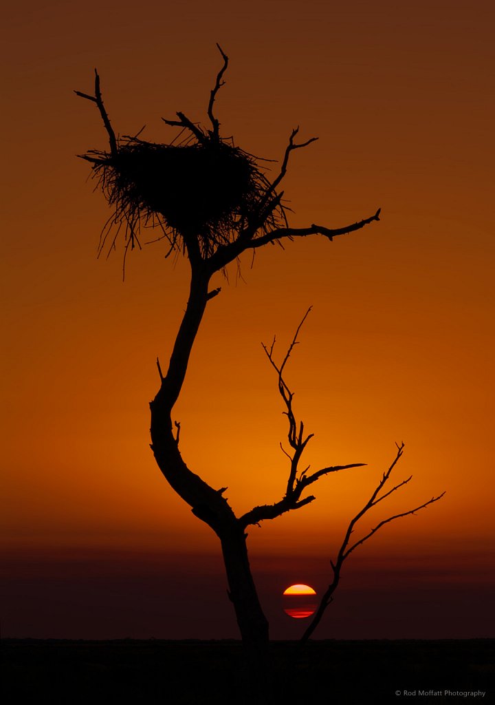 Eagles Nest Silouetted against Setting Sun