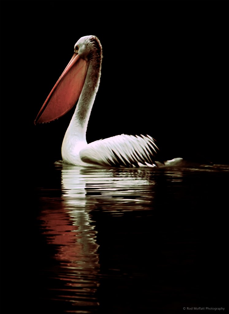 Solo Pelican at night